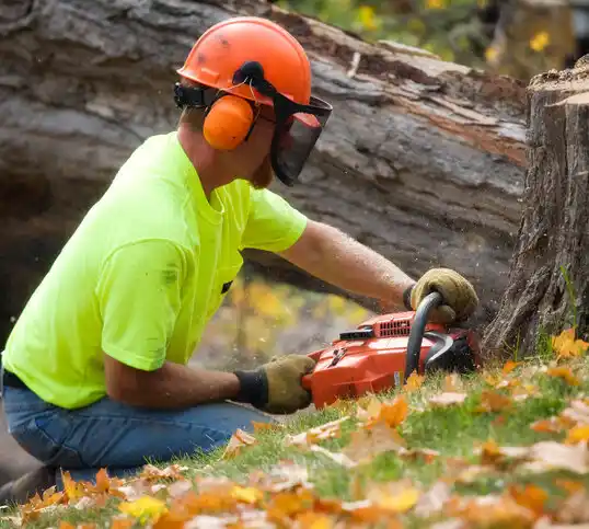 tree services Bolindale